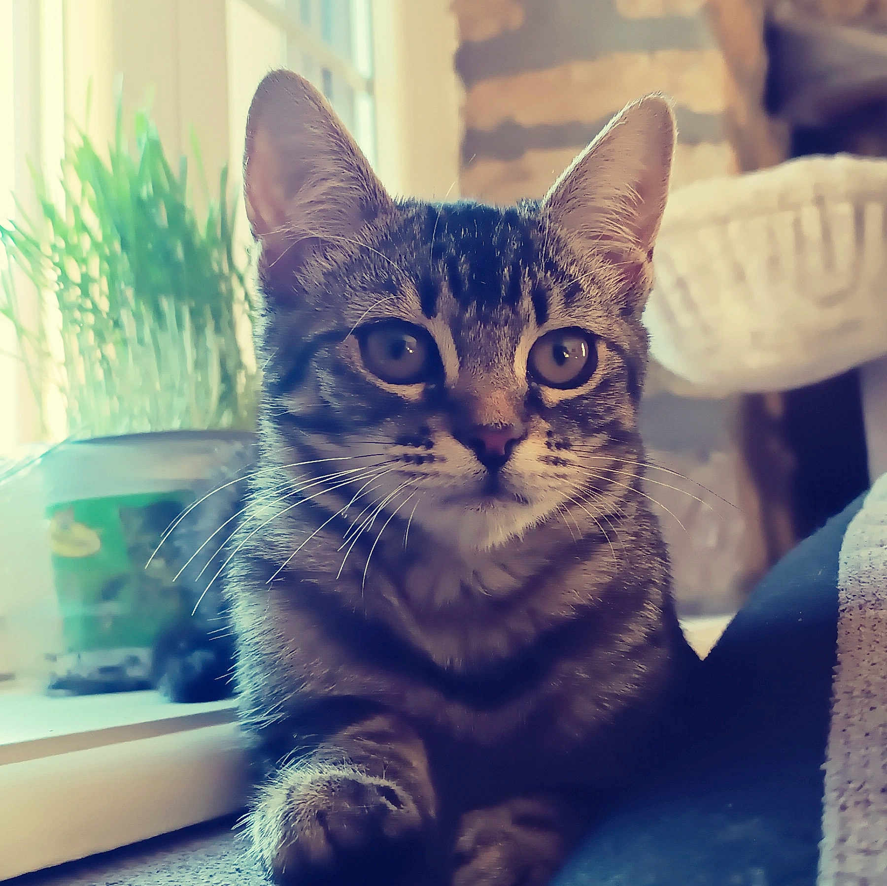 Nezuko a rejoint le concours — aidez-le/la à gagner de superbes lots ! cat, kitten, tabby, animal, pet, indoor, window, plant, fur, whiskers, closeup, cute, young, relaxed, domestic, mammal, portrait, feline, soft_light, cozy