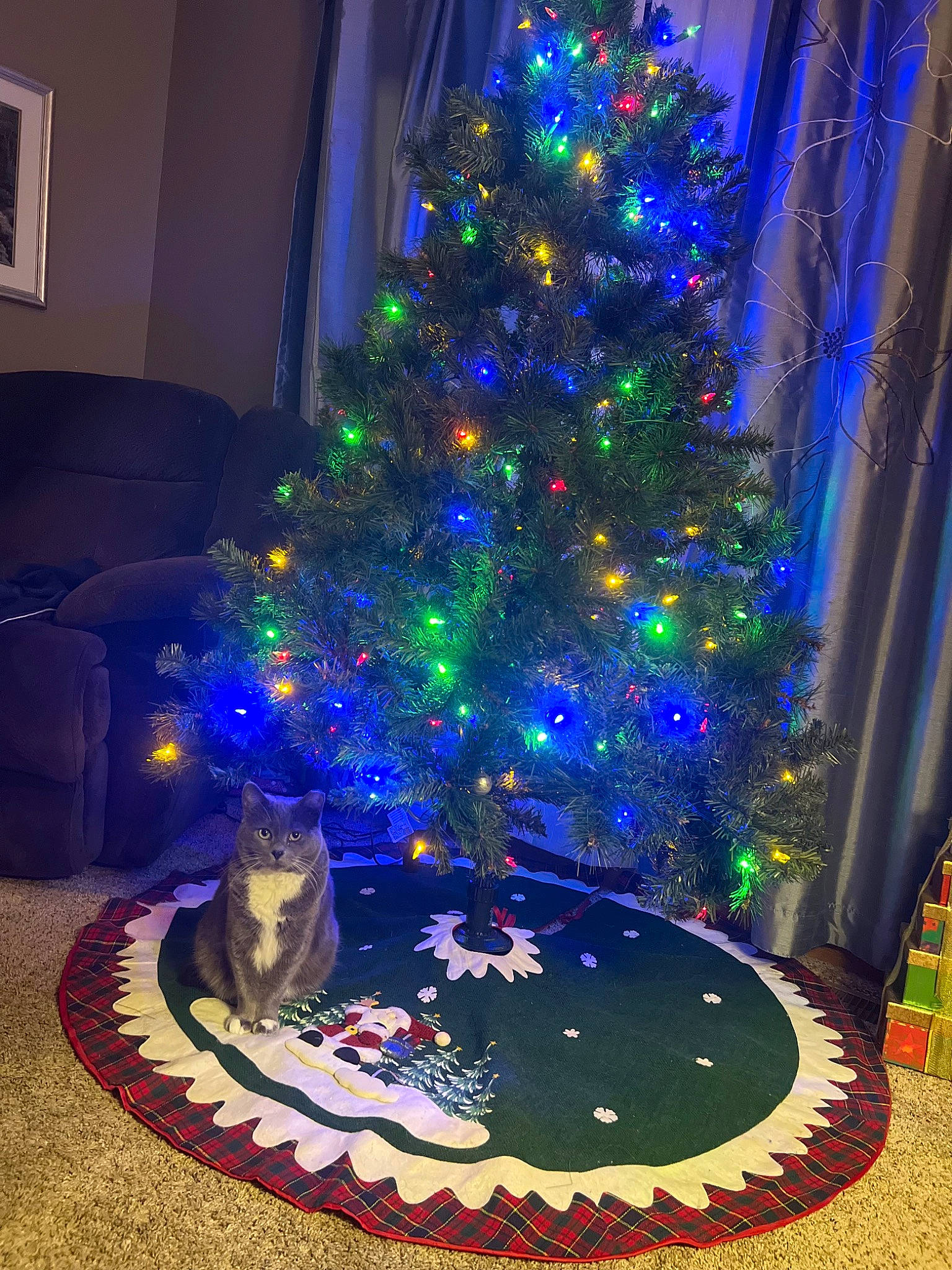 Luna Laurie is registered to the contest to win money with this photo: blue, christmas, christmas_decoration, christmas_ornament, christmas_tree, conifer, decoration, electric_blue, event, evergreen, holiday, holiday_ornament, larch, ornament, plant, purple, tints_and_shades, tradition, tree, window