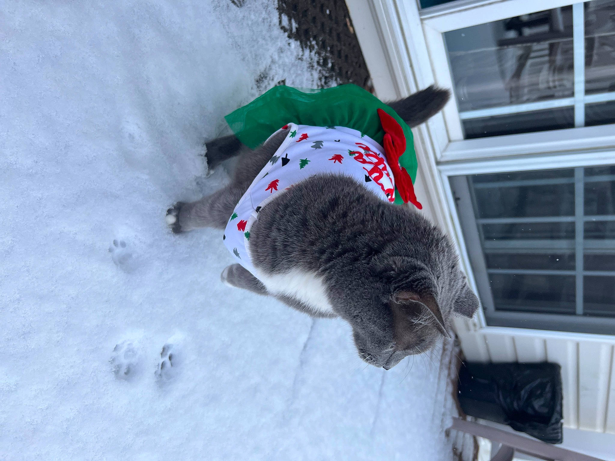 Luna Laurie is registered to the contest to win money with this photo: carnivore, cat, cat_supply, dog_breed, domestic_short_haired_cat, felidae, freezing, fur, pet_supply, small_to_medium_sized_cats, snow, sporting_group, tail, whiskers, window, winter, wool