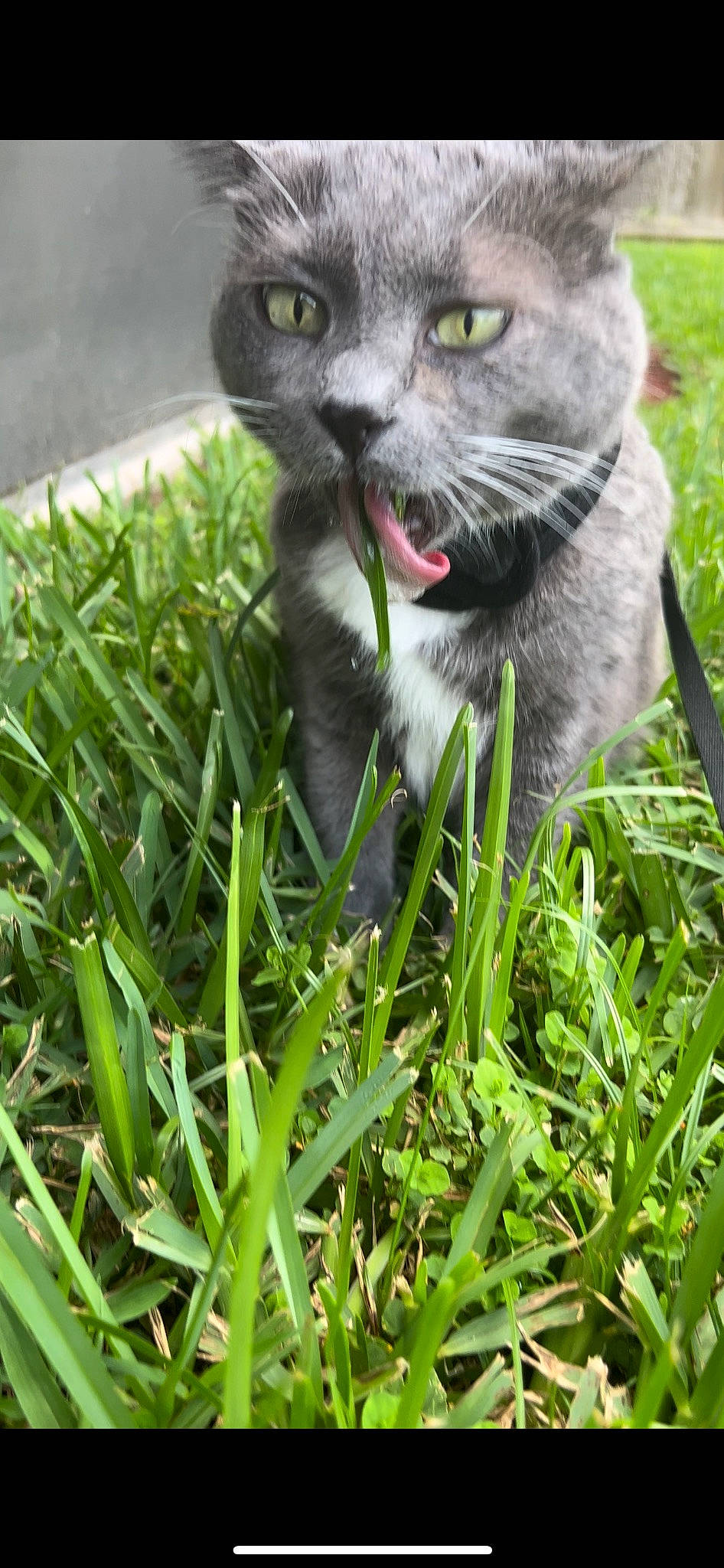 Luna Laurie is registered to the contest to win money with this photo: carnivore, cat, domestic_short_haired_cat, eye, felidae, fur, grass, grass_family, groundcover, herb, hierochloe, lawn, photo_caption, plant, russian_blue, small_to_medium_sized_cats, snout, terrestrial_animal, whiskers