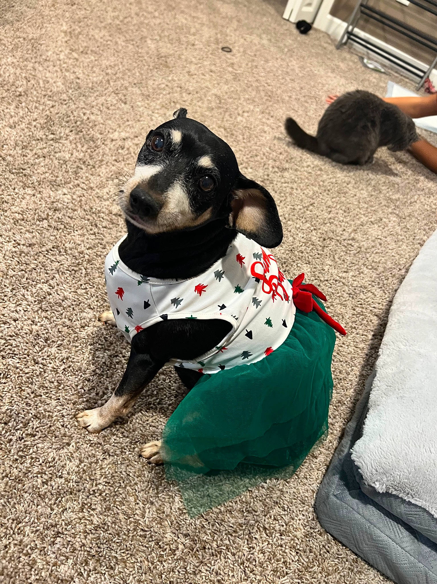 Fifi is registered to the contest to win money with this photo: art, canidae, carnivore, collar, companion_dog, dog, dog_breed, dog_collar, dog_supply, fawn, grass, leash, mammal, paw, snout, sporting_group, tail, toy, vertebrate, working_animal