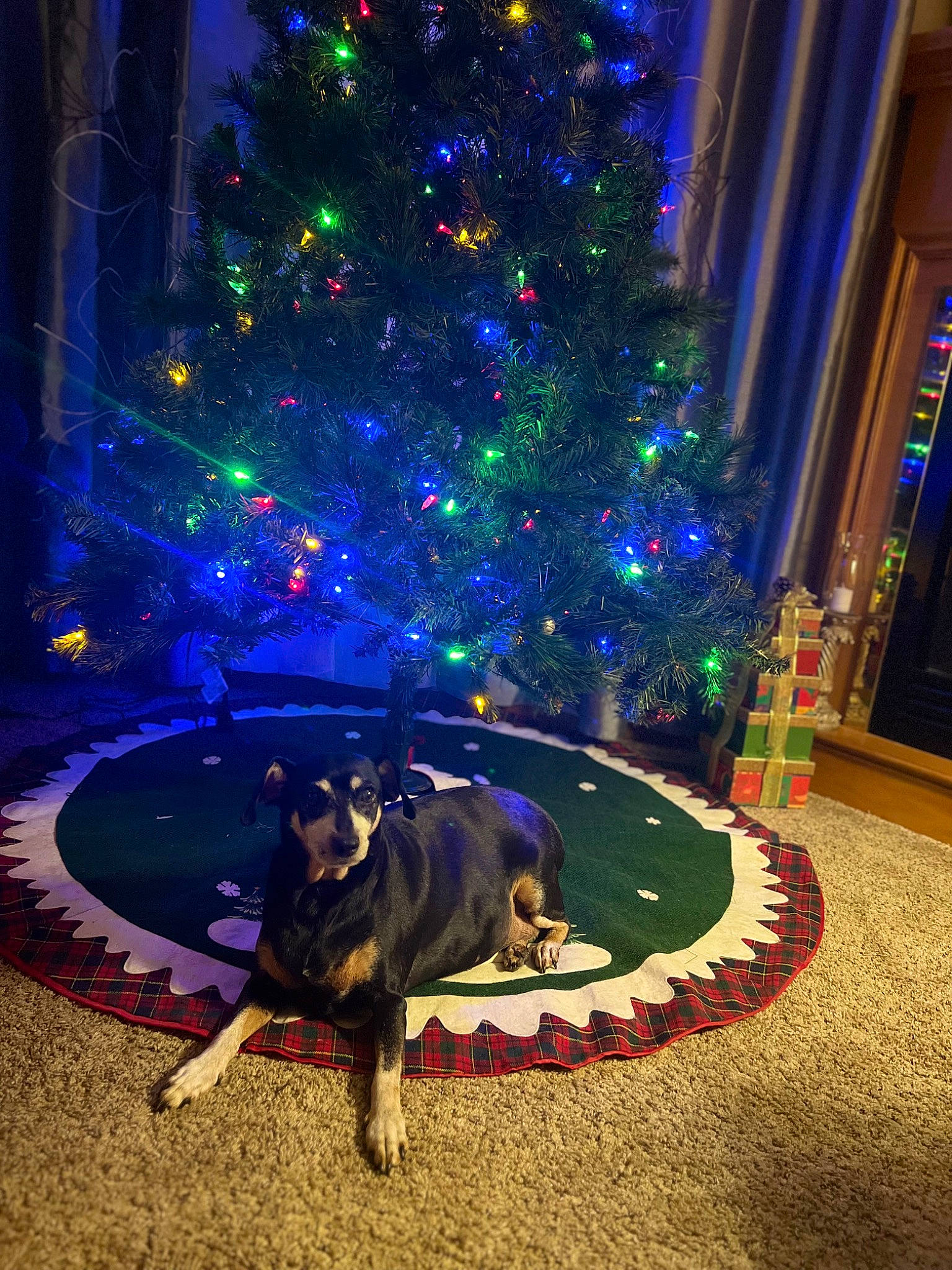 Fifi is registered to the contest to win money with this photo: christmas, christmas_decoration, christmas_eve, christmas_lights, christmas_ornament, christmas_tree, decoration, electric_blue, event, evergreen, holiday, holiday_ornament, light, ornament, plant, purple, tradition, tree, window, winter