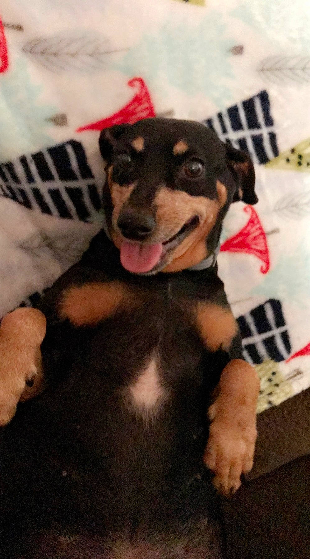 Fifi joined the competition — help win amazing prizes! ball, canidae, carnivore, collar, companion_dog, dog, dog_breed, dog_clothes, dog_collar, dog_supply, fawn, fur, guard_dog, leash, paw, pet_supply, snout, sporting_group, working_animal, working_dog