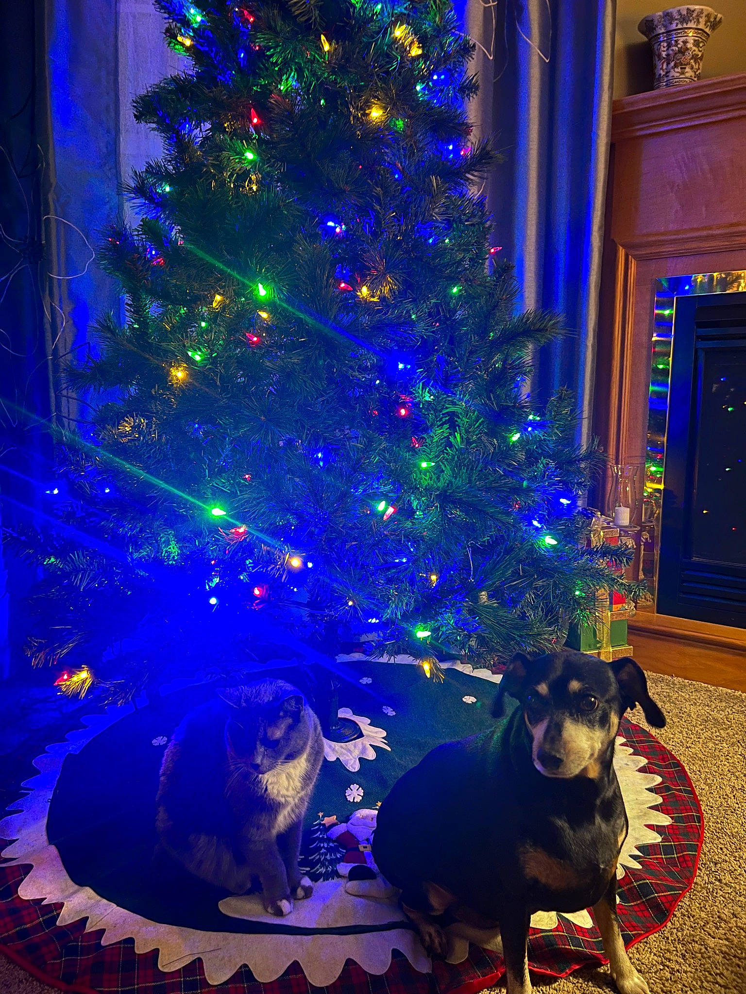 Fifi is registered to the contest to win money with this photo: blue, carnivore, christmas_decoration, christmas_ornament, christmas_tree, decoration, dog, dog_breed, electric_blue, event, evergreen, green, holiday_ornament, light, lighting, ornament, plant, purple, tints_and_shades, tree