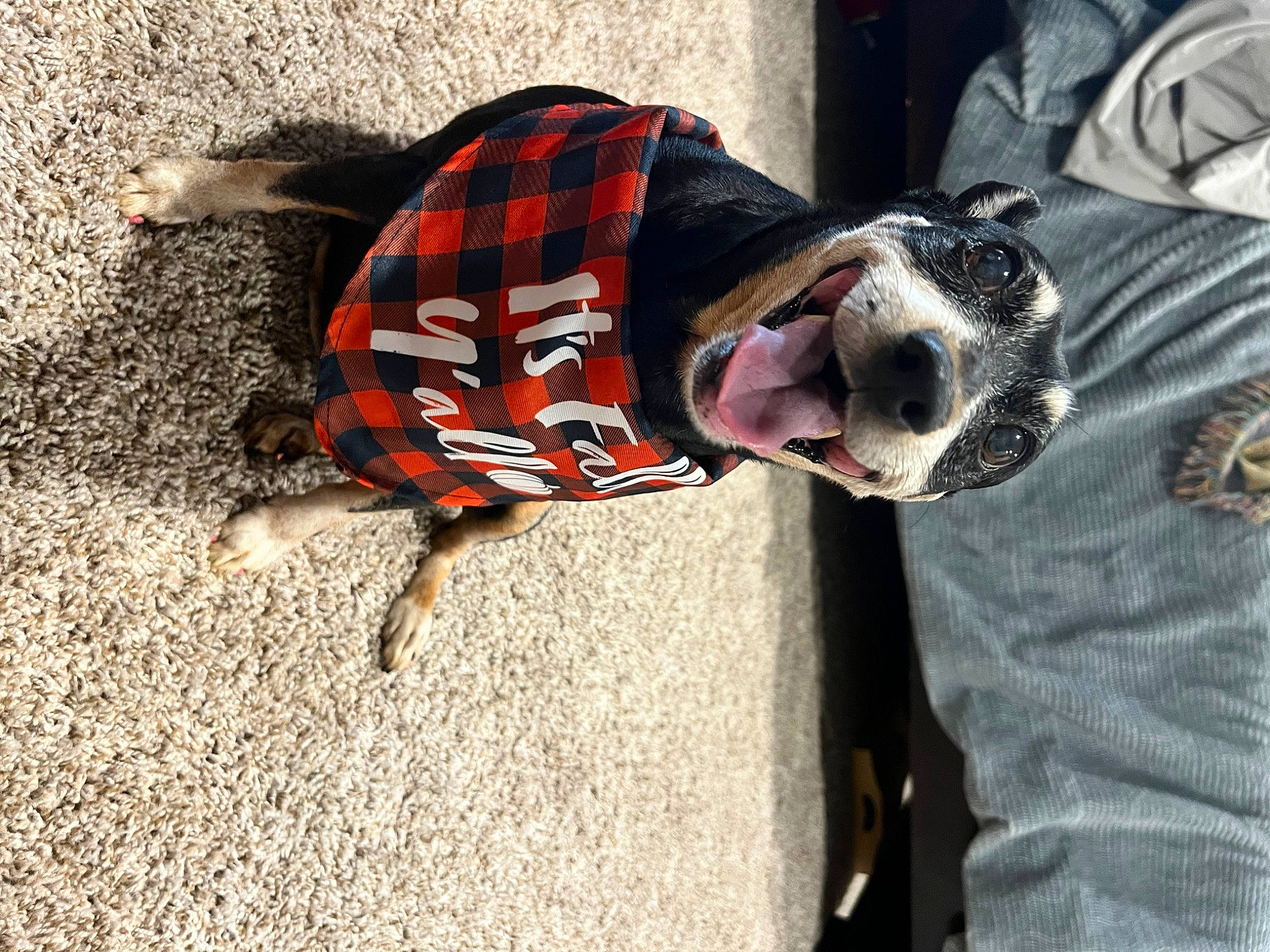 Fifi joined the competition — help win amazing prizes! carnivore, collar, companion_dog, dog, dog_breed, dog_clothes, dog_supply, eyewear, fashion_accessory, fawn, fur, leash, pattern, personal_protective_equipment, pet_supply, plaid, sleeve, snout, tail, terrestrial_animal