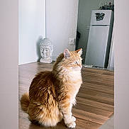 Groot a rejoint le concours — aidez-le/la à gagner de superbes lots ! cat, orange_cat, fluffy_cat, pet, animal, wooden_floor, buddha_statue, refrigerator, indoor, home, domestic, furniture, flooring, sitting, looking_away, calm, decor, appliance, quiet, cozy