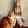 Groot a rejoint le concours — aidez-le/la à gagner de superbes lots ! beard, brown, cat, cozy, cute, decor, doll, domestic_cat, feline, fluffy, gnome, indoor, orange_tabby, pet, plaid_hat, sitting, texture, wall, white, wooden_floor