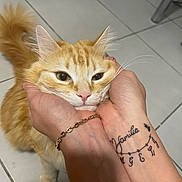 Groot participe au concours pour gagner de l'argent avec cette photo : animal, bracelet, cat, close_up, cute, domestic_cat, ears, expression, face, floor, fur, hands, indoor, nail_polish, orange_cat, person, pet, tattoo, tile_floor, whiskers