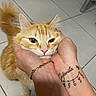 animal, bracelet, cat, close_up, cute, domestic_cat, ears, expression, face, floor, fur, hands, indoor, nail_polish, orange_cat, person, pet, tattoo, tile_floor, whiskers