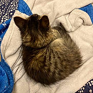 Moose Monkey joined the competition — help win amazing prizes! animal, blanket, blue, cat, cozy, curled_up, cute, feline, fur, fur_pattern, indoor, kitten, pet, resting, sleeping, small, soft, tabby, white, young_cat