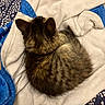 animal, blanket, blue, cat, cozy, curled_up, cute, feline, fur, fur_pattern, indoor, kitten, pet, resting, sleeping, small, soft, tabby, white, young_cat