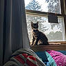 Moose Monkey is registered to the contest to win money with this photo: animal, blanket, cat, collar, cozy, curtains, daylight, furniture, houseplant, indoor, kitten, nature, pet, pillow, resting, striped_cat, sunlight, tree, window, windowsill
