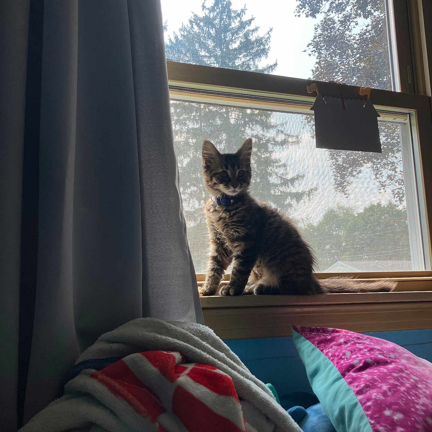 Moose Monkey is registered to the contest to win money with this photo: animal, blanket, cat, collar, cozy, curtains, daylight, furniture, houseplant, indoor, kitten, nature, pet, pillow, resting, striped_cat, sunlight, tree, window, windowsill