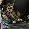 Moose Monkey is registered to the contest to win money with this photo: animal, blanket, carpet, cat, cozy, cute, feline, furry, giraffe_toy, indoor, kitten, patterned_rug, pet, pet_carrier, plush_toy, relaxed, sleepy, stretching, tabby, yawning