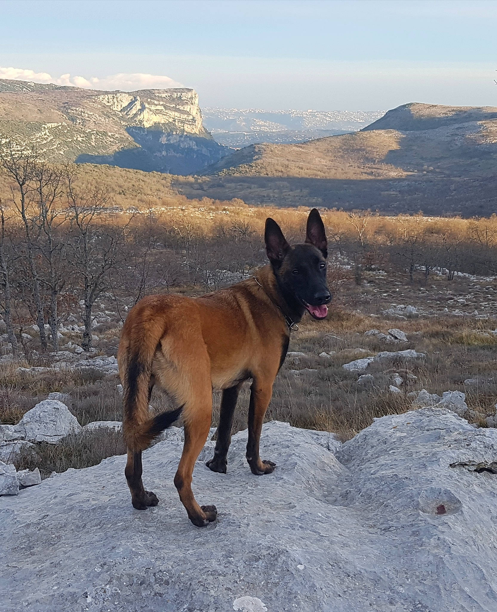 Ona participe au concours pour gagner de l'argent avec cette photo : belgian_shepherd, belgian_shepherd_malinois, canidae, carnivore, dog, dog_breed, fawn, mammal, vertebrate, working_dog