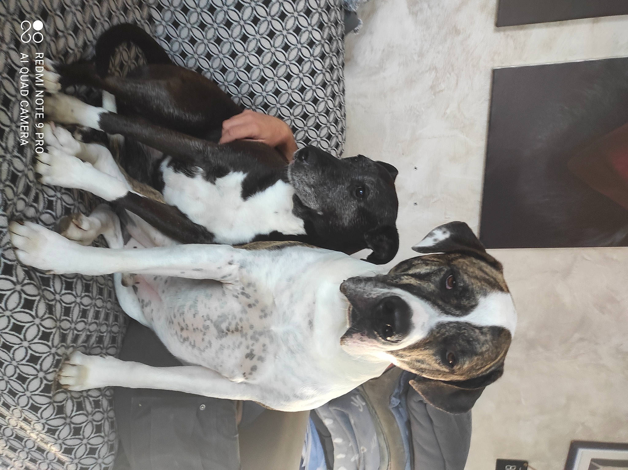 Norton a rejoint le concours — aidez-le/la à gagner de superbes lots ! art, building, canidae, carnivore, collar, comfort, companion_dog, dog, dog_breed, dog_collar, fawn, fur, guard_dog, non_sporting_group, snout, sporting_group, tail, whiskers, window, working_animal