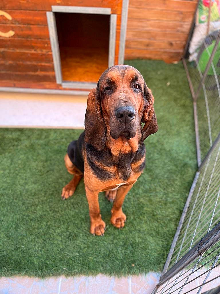 Pato a rejoint le concours — aidez-le/la à gagner de superbes lots ! canidae, carnivore, companion_dog, dachshund, dog, dog_breed, door, fawn, grass, hound, hunting_dog, liver, metal, pet_supply, scent_hound, snout, sporting_group, wood, working_animal, working_dog