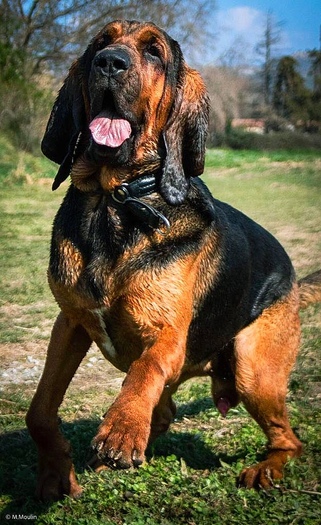 Pato a rejoint le concours — aidez-le/la à gagner de superbes lots ! canidae, carnivore, companion_dog, dog, dog_breed, fawn, grass, hound, hunting_dog, liver, plant, sky, snout, sporting_group, tail, terrestrial_animal, tire_care, tree, working_animal, working_dog