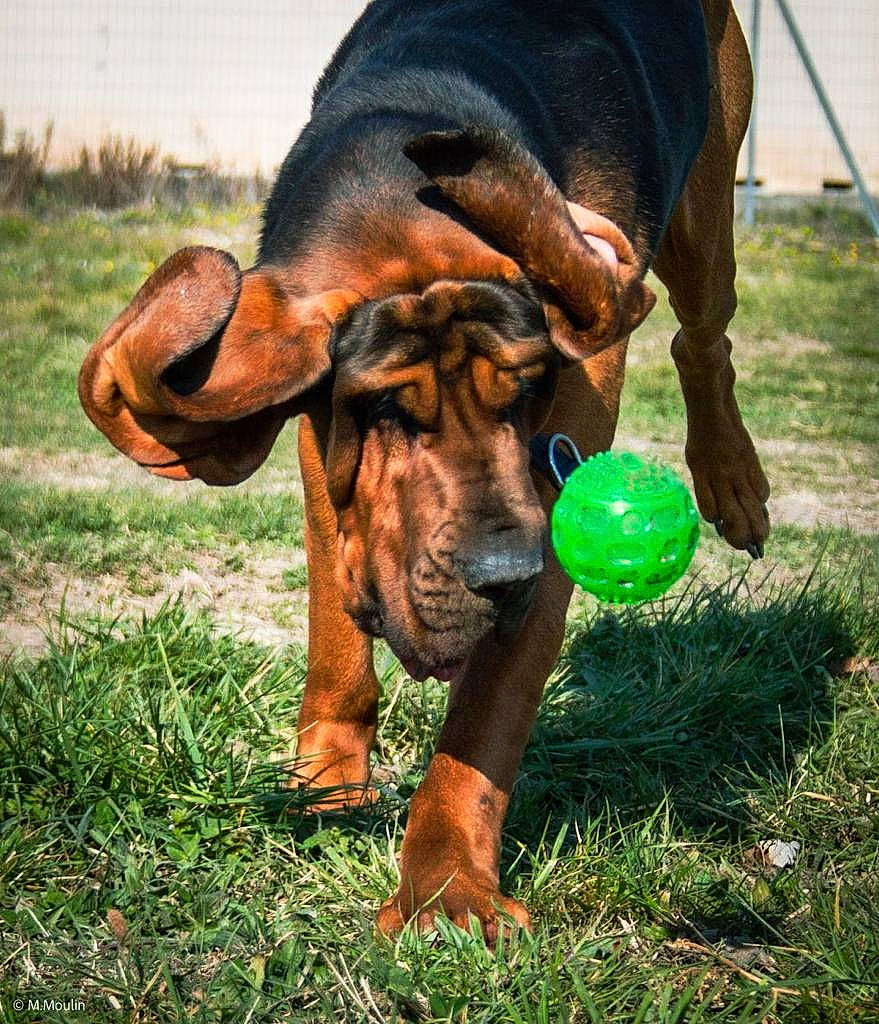 Pato a rejoint le concours — aidez-le/la à gagner de superbes lots ! ball, canidae, carnivore, dog, dog_breed, fawn, grass, grassland, guard_dog, hound, liver, personal_protective_equipment, plant, snout, soil, sporting_group, sports_toy, tennis_ball, terrestrial_animal, working_animal