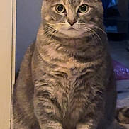 Poe joined the competition — help win amazing prizes! cat, tabby_cat, indoor, carpet, pet, animal, feline, sitting, curious, fur, whiskers, ears, eyes, doorway, home, cute, portrait, mammal, domestic_animal, quiet