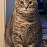 cat, tabby_cat, indoor, carpet, pet, animal, feline, sitting, curious, fur, whiskers, ears, eyes, doorway, home, cute, portrait, mammal, domestic_animal, quiet