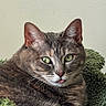 cat, tabby, gray_cat, pet, animal, feline, close_up, tongue_out, green_blanket, texture, indoor, relaxed, cute, whiskers, ears, eyes, face, fur, resting, cozy