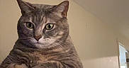 Poe is registered to the contest to win money with this photo: cat, pet, indoor, animal, feline, shoulder, curious, gray_cat, person, home, wall, lamp, couch, fur, ears, eyes, whiskers, domestic_cat, quiet, resting