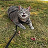 cat, gray_tabby, green_eyes, grass, leash, harness, outdoor, autumn, leaves, pet, animal, nature, lying_down, close_up, daylight, mammal, cute, whiskers, playful, friendly