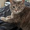 cat, gray_cat, tabby, pet, indoor, bed, black_bedspread, window_light, furniture, clothing, room, relaxed, fur, whiskers, animal, mammal, cute, domestic_cat, resting, portrait