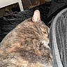 cat, sleeping, feline, fur, bedroom, blanket, black, gray, indoor, pet, resting, cozy, closeup, domestic, animal, household, food, chips, soda, clutter