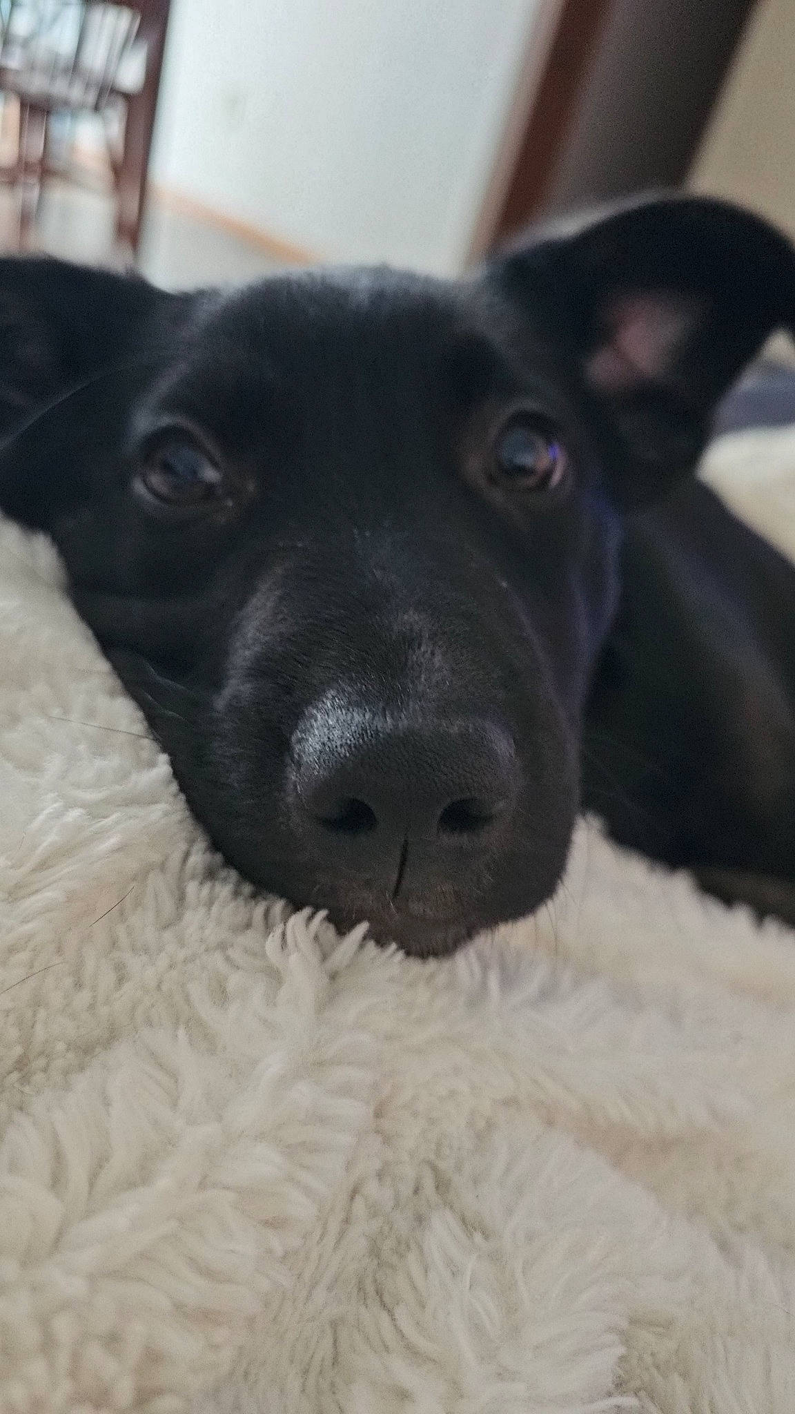 Oakley is registered to the contest to win money with this photo: borador, canidae, carnivore, companion_dog, dog, dog_breed, ear, eye, fawn, fur, head, non_sporting_group, puppy, snout, sporting_group, terrestrial_animal, whiskers, working_animal