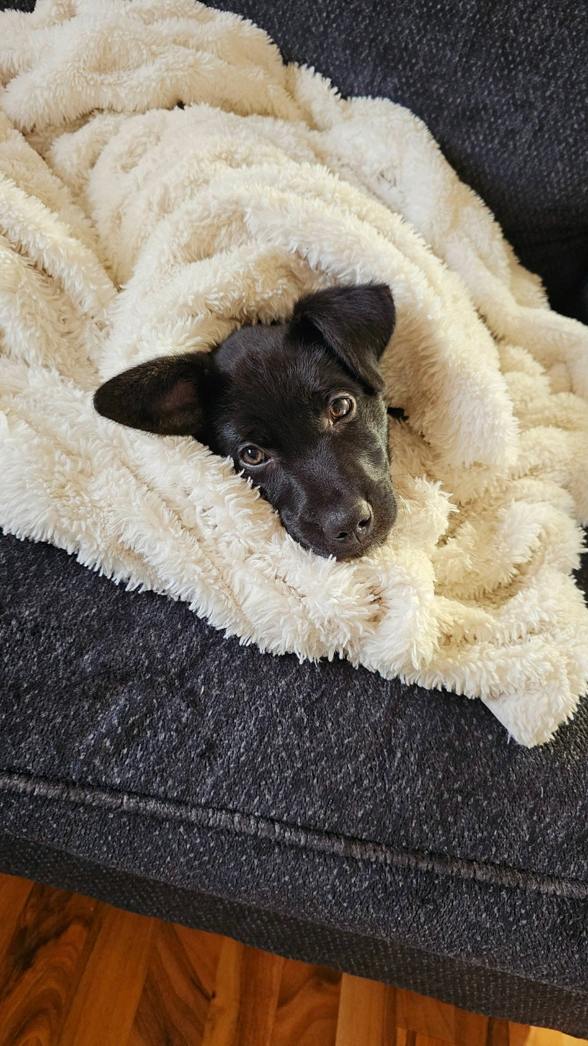 Oakley joined the competition — help win amazing prizes! bed, canidae, carnivore, comfort, companion_dog, couch, dog, dog_breed, fawn, flooring, fur, grey, linens, paw, snout, sporting_group, terrier, toy_dog, wood, working_animal