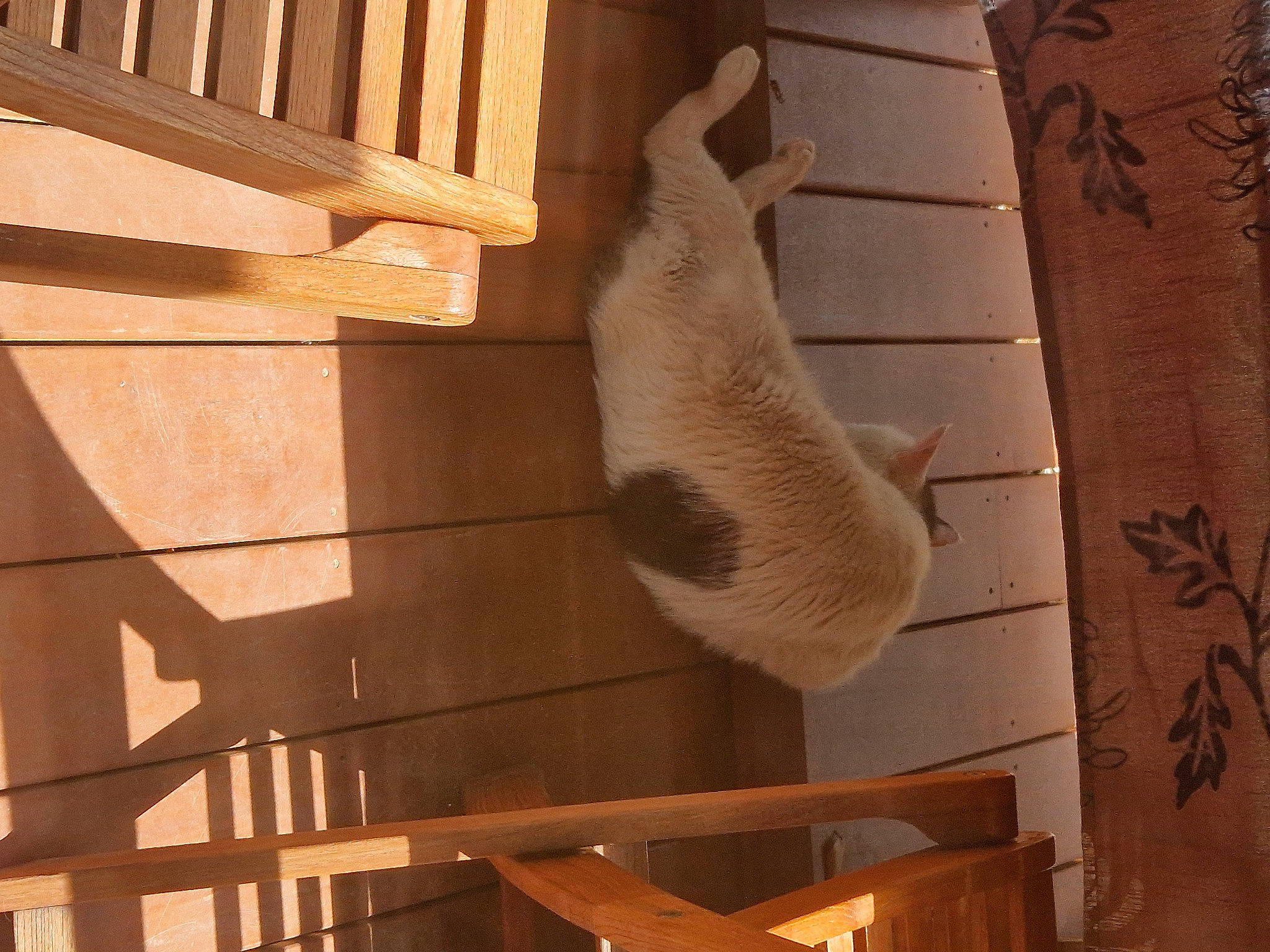 Mimo participe au concours pour gagner de l'argent avec cette photo : architecture, beam, building, cat, fawn, felidae, hardwood, line, lumber, plywood, room, shade, shadow, tail, tints_and_shades, wall, wildlife, wood, wood_stain, working_animal