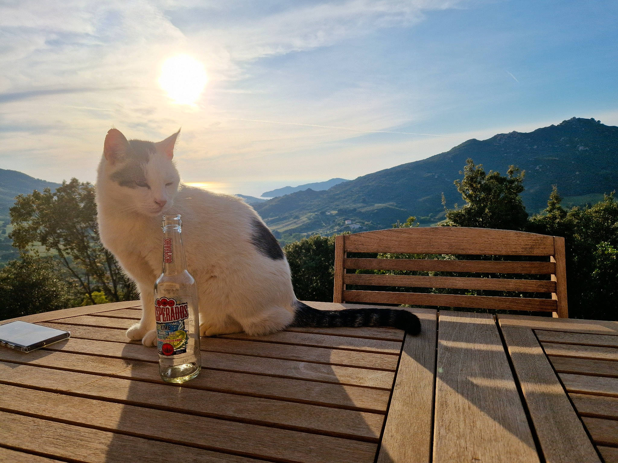Mimo participe au concours pour gagner de l'argent avec cette photo : carnivore, cat, cloud, fawn, felidae, grass, hardwood, horizon, landscape, leisure, morning, mountain, plant, roof, sky, small_to_medium_sized_cats, sunlight, tail, tree, wood