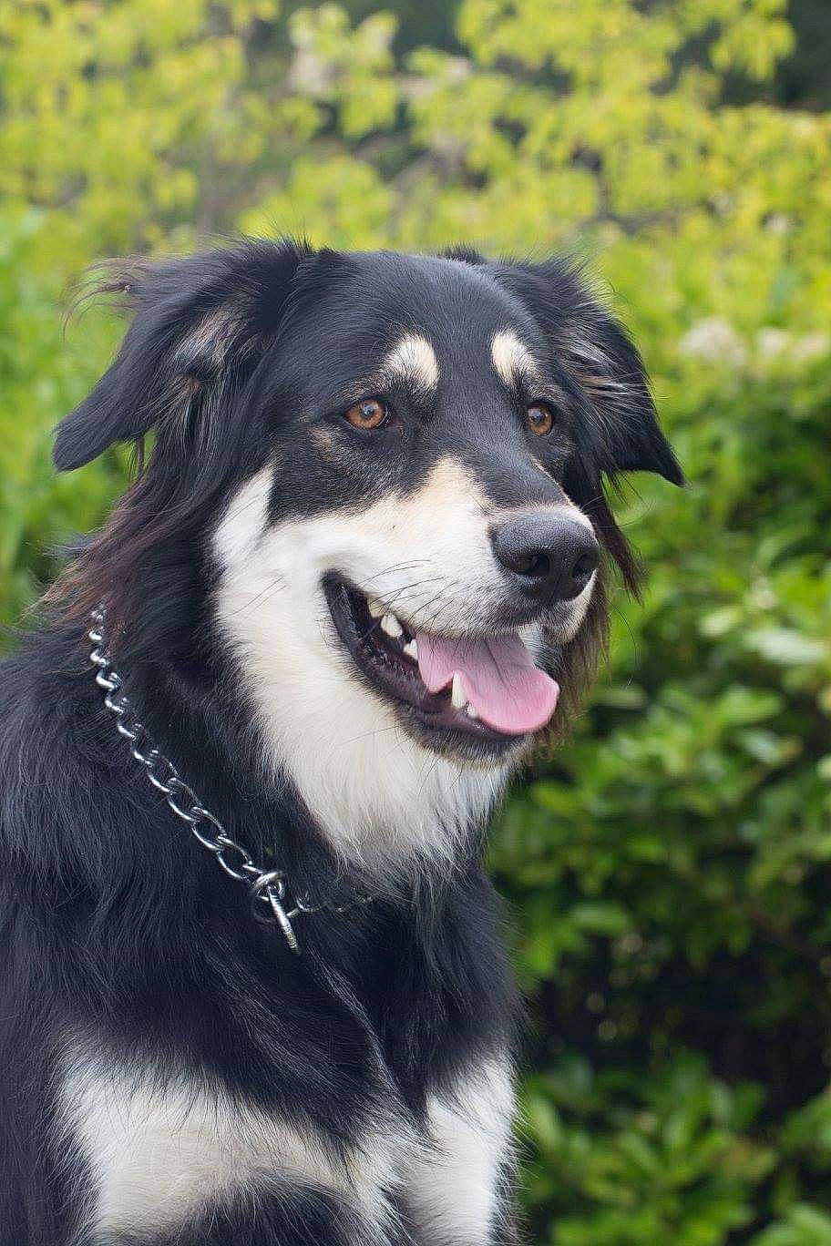 Loustik a rejoint le concours — aidez-le/la à gagner de superbes lots ! australian_collie, australian_shepherd, border_collie, canidae, carnivore, carpathian_shepherd_dog, dog, dog_breed, english_shepherd, herding_dog, huntaway, lapponian_herder, mammal, rare_breed_dog, snout, sporting_group, vertebrate, working_dog