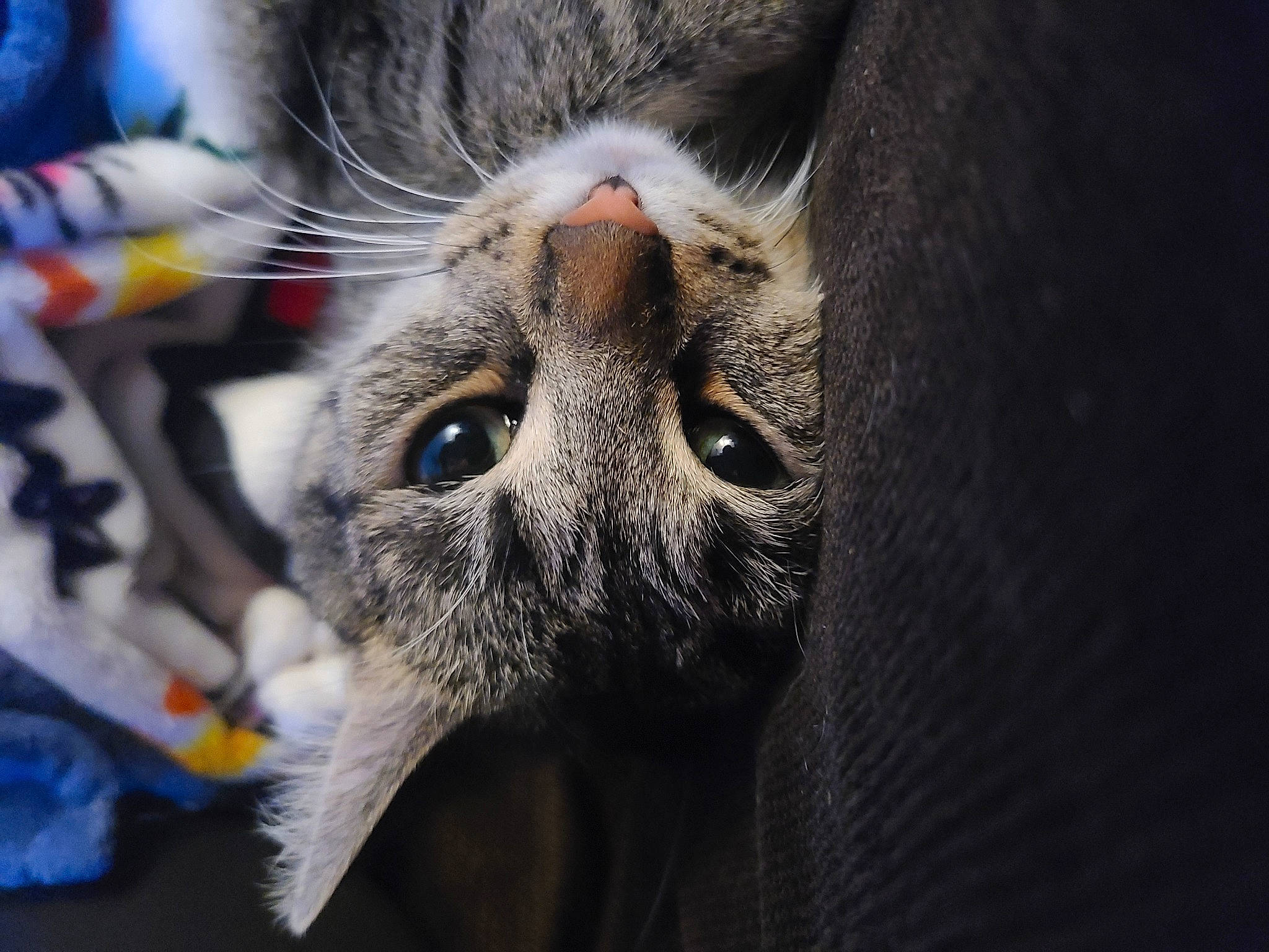 Esther is registered to the contest to win money with this photo: carnivore, cat, claw, domestic_short_haired_cat, ear, electric_blue, felidae, fur, grey, macro_photography, paw, small_to_medium_sized_cats, snout, terrestrial_animal, whiskers, wildlife