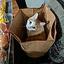 cat, paper_bag, chair, table, bread, grocery, orange_cat, white_cat, indoor, wood_floor, curious, pet, feline, looking_up, cozy, domestic, whiskers, ears, household, container