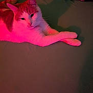 Max joined the competition — help win amazing prizes! cat, pet, animal, indoor, bed, feline, relaxed, lying_down, pink_light, cozy, whiskers, ears, fur, domestic_animal, resting, close_up, soft_light, comfortable, pillow, sleepy