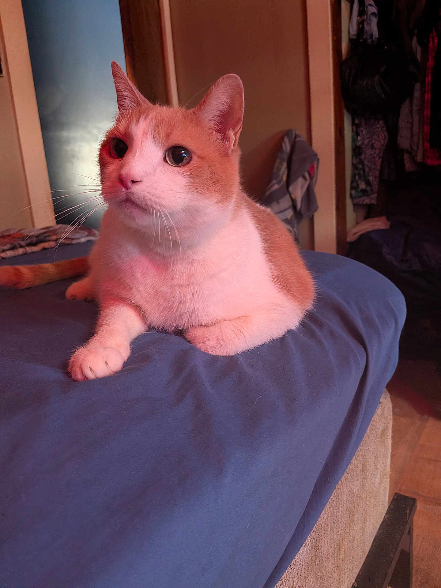 Oliver joined the competition — help win amazing prizes! cat, orange_cat, white_cat, pet, indoor, bed, blanket, feline, fur, whiskers, relaxed, curious, animal, domestic, cozy, soft_lighting, home, resting, cute, portrait