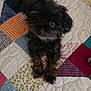 Annie is registered to the contest to win money with this photo: dog, black_dog, pet, lying_down, patchwork_quilt, colorful, bed, indoor, fur, cute, looking_up, small_dog, animal, companion, cozy, home, curious, fluffy, paw, quilt