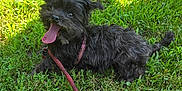 Annie is registered to the contest to win money with this photo: dog, grass, leash, outdoor, pet, black_dog, panting, happy, playing, nature, canine, summer, sunlight, person, footwear, socks, animal, park, fun, daytime