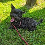 dog, grass, leash, outdoor, pet, black_dog, panting, happy, playing, nature, canine, summer, sunlight, person, footwear, socks, animal, park, fun, daytime