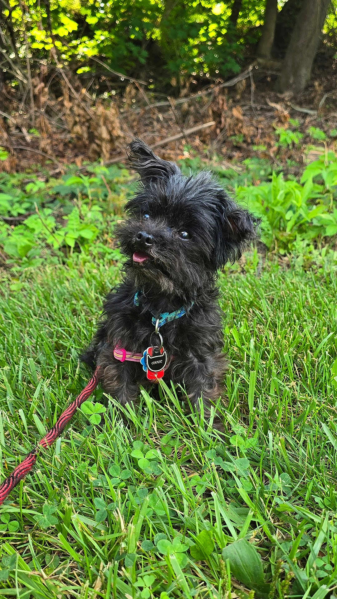 Annie is registered to the contest to win money with this photo: dog, small_dog, black_dog, grass, leash, collar, outdoor, pet, cute, tongue_out, scruffy, greenery, nature, animal, canine, sitting, fur, happy, playful, summer