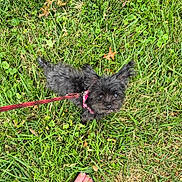 Annie is registered to the contest to win money with this photo: dog, grass, leash, foot, sandal, outdoor, pet, animal, small_dog, black_fur, collar, greenery, sidewalk, summer, cute, looking_up, nature, walking, paw, canine