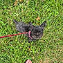 dog, grass, leash, foot, sandal, outdoor, pet, animal, small_dog, black_fur, collar, greenery, sidewalk, summer, cute, looking_up, nature, walking, paw, canine