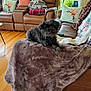 Annie is registered to the contest to win money with this photo: dog, black_dog, blanket, couch, living_room, pillows, lamp, window, wooden_floor, furniture, indoor, home, pet, relaxing, cozy, brown, decor, plant, technology, soft