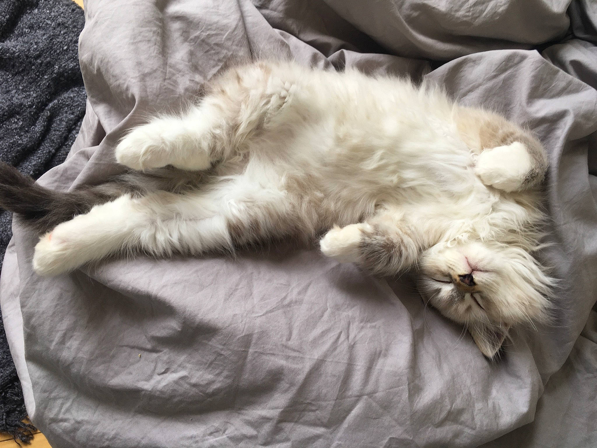 Teebo joined the competition — help win amazing prizes! bored, canidae, carnivore, cat, claw, comfort, companion_dog, dog_breed, felidae, fur, grey, nap, paw, sleep, small_to_medium_sized_cats, snout, sporting_group, tail, terrestrial_animal, whiskers