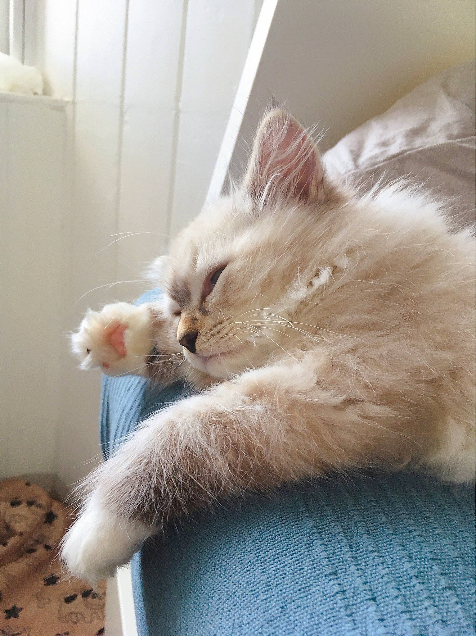 Teebo joined the competition — help win amazing prizes! bed, carnivore, cat, claw, comfort, domestic_short_haired_cat, fawn, felidae, fur, nap, paw, sleep, small_to_medium_sized_cats, snout, tail, whiskers