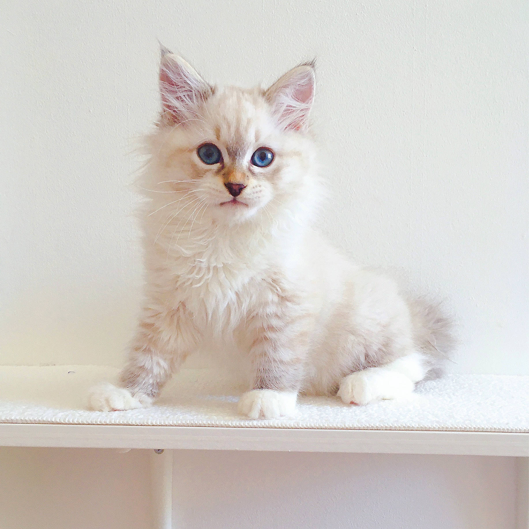 Teebo is registered to the contest to win money with this photo: carnivore, cat, domestic_short_haired_cat, eye, fawn, felidae, fur, iris, pattern, paw, rectangle, small_to_medium_sized_cats, snout, tail, whiskers, window