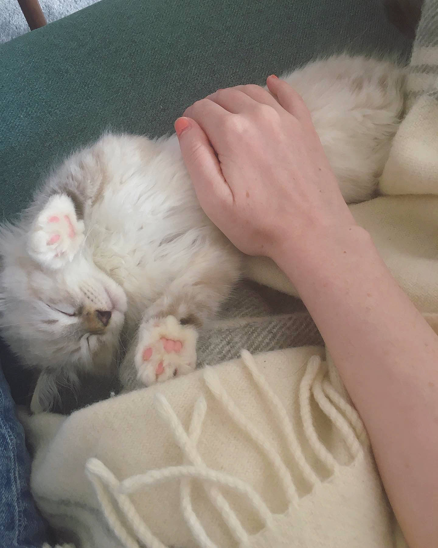 Teebo is registered to the contest to win money with this photo: bed, carnivore, cat, cat_bed, claw, comfort, companion_dog, couch, domestic_short_haired_cat, fawn, felidae, fur, gesture, linens, nail, nap, paw, small_to_medium_sized_cats, tail, whiskers